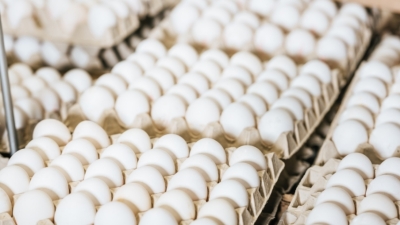 Казахстан вводит временный запрет на импорт яиц: анализ последствий и перспективы